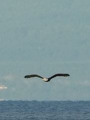 Salish 30